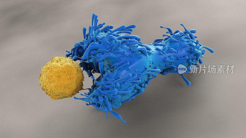 树突状细胞和CD4 T细胞